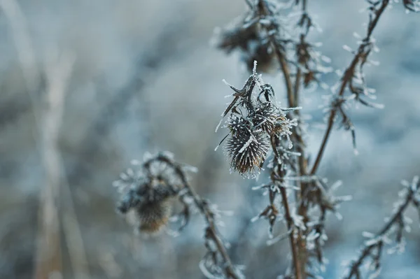 Burdock after a frost 2775. — Stock Photo, Image