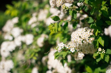 Beyaz çiçek açması, çalılar bitkiler 3465.