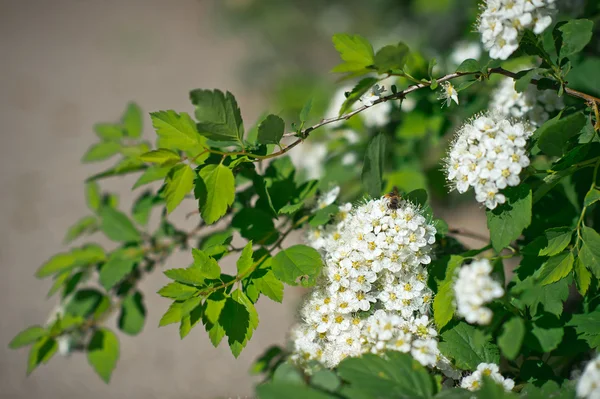 Кущ цвітіння 3469. — стокове фото