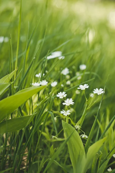 Sectional camomile among a grass 3473. — Stock Photo, Image