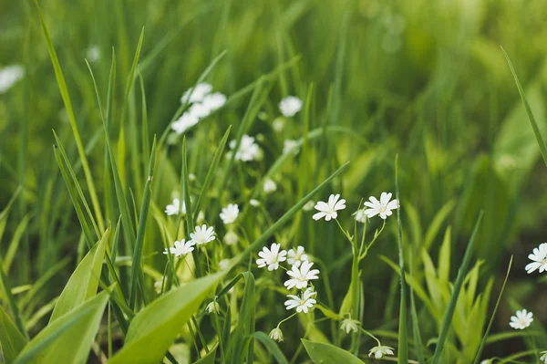 White daisy among a green grass 3472. — Stock Photo, Image
