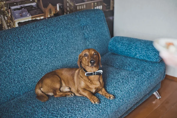 Dachshund kanepede 3518 yalan. — Stok fotoğraf