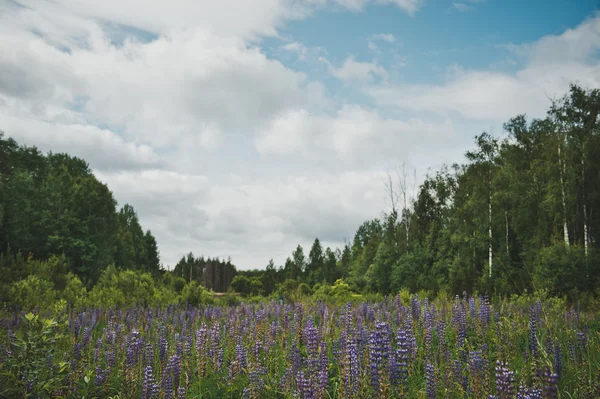 Campo de Lupine antes da floresta 3586 . — Fotografia de Stock