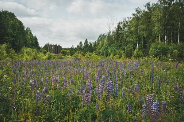 Campo de Lupine antes da floresta 3585 . — Fotografia de Stock