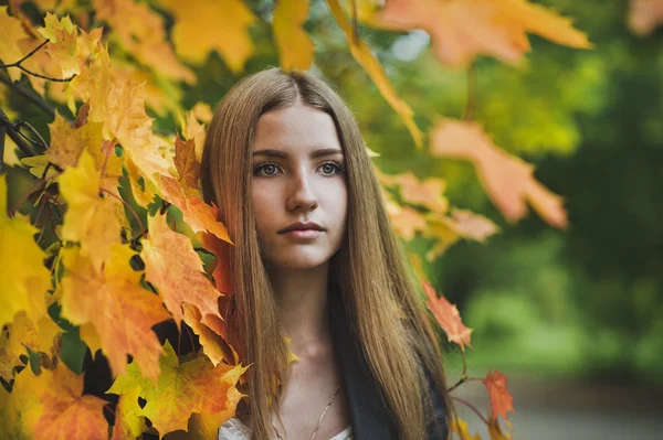 Retrato de outono de uma menina em folhas de bordo 3667 . — Fotografia de Stock