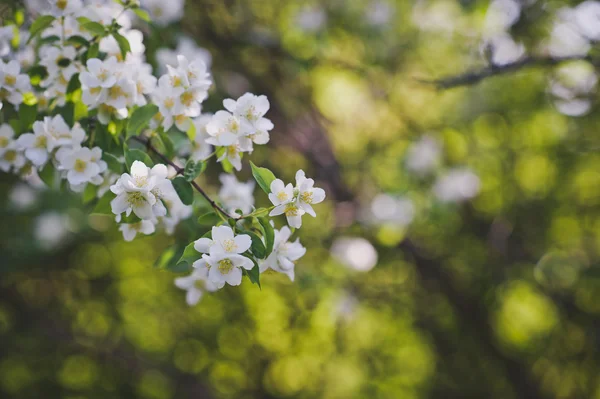 Ein Zweig Apfelblüten 4339. — Stockfoto