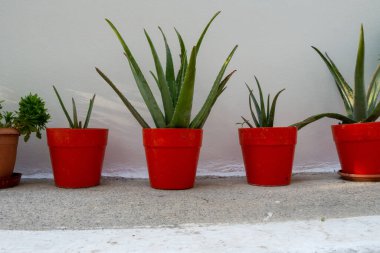 Turuncu ve beyaz arka planı olan kırmızı tencereli yeşil bitki.