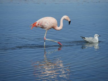 Flamingo Chille 'de, Atakama San Pedro' da.