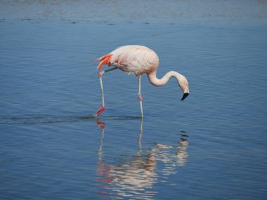 Flamingo Chille 'de, Atakama San Pedro' da.