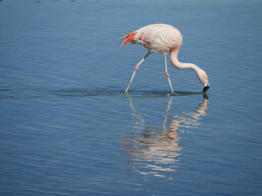 Flamingo Chille 'de, Atakama San Pedro' da.