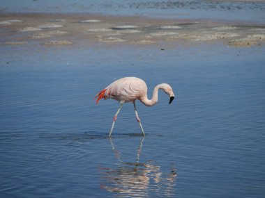 Flamingo Chille 'de, Atakama San Pedro' da.