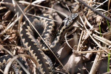 Çimlerde kahverengi Avrupa engereği, siyah engerek, Avrupa engereği yakın plan