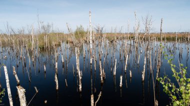 Bozkır çimenli sulak arazi, Hollanda Bargerveen, Hollanda, Avrupa 'da bataklık rezervi yetiştirdi