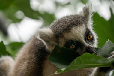 Halka kuyruklu lemur (lemur catta) yakın çekim. Vahşi yaşam madagaskar.