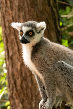 Halka kuyruklu lemur (lemur catta) yakın çekim. Vahşi yaşam madagaskar.