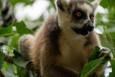 Halka kuyruklu lemur (lemur catta) yakın çekim. Vahşi yaşam madagaskar.