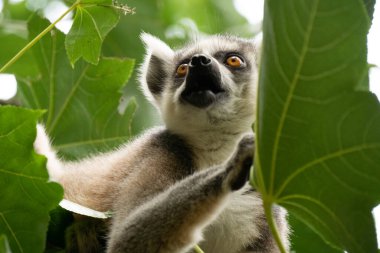 Halka kuyruklu lemur (lemur catta) yakın çekim. Vahşi yaşam madagaskar.
