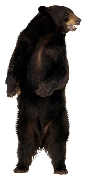 灰熊一种站立的雄性灰熊 有黑色的毛皮 白色的背景上有一双警惕的眼睛 图库图片