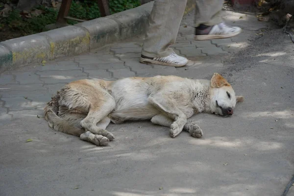 Young Stray Dog Looking Dirty Lonely Homeless Dogs Social Problems — Φωτογραφία Αρχείου