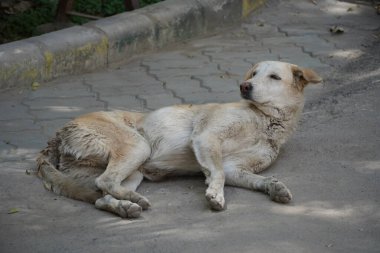 Genç sokak köpeği kirli ve yalnız görünüyor. Evsiz köpekler dünyanın her yerinde sosyal sorunlardır. SMF
