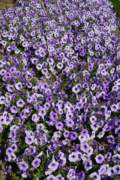 Crocus Field Spring Countryside Roadside Covered Flowers White Purple Crocuses — Stock Photo, Image