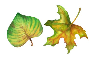 Sonbahar suluboya yaprakları akçaağaç ve ıhlamur, beyaz arka planda. Botanik illüstrasyon