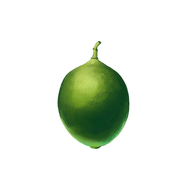 Zielona Limonkowa Ilustracja Izolowane Teksturowane Owoce Białym Tle — Zdjęcie stockowe
