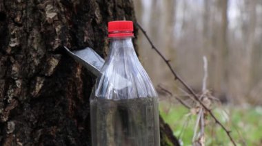 İlkbaharda plastik bir kabın içinde huş ağacı özü topluyorum.