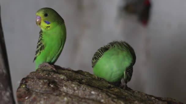 Perroquets Ondulés Assis Sur Une Branche Chantant Mélodique — Video