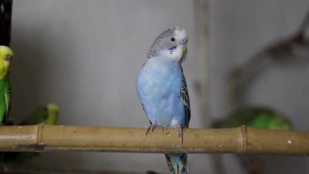 Perroquet Bleu Assis Sur Une Branche Gazouille — Video