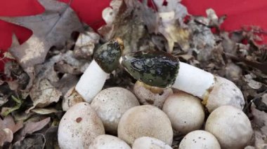 Kuru yapraklar ve kabuklardan oluşan bir arka planda mantarların büyümesi, Phallus arpudicus, Phallus hadriani