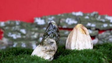 Ahşap kabuk arka planında, mantar büyümesinde zaman kaybı, Phallus impudicus, Phallus hadriani