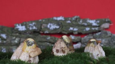 Ahşap kabuk arka planında, mantar büyümesinde zaman kaybı, Phallus impudicus, Phallus hadriani
