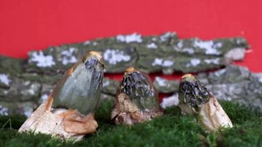 Ahşap kabuk arka planında, mantar büyümesinde zaman kaybı, Phallus impudicus, Phallus hadriani