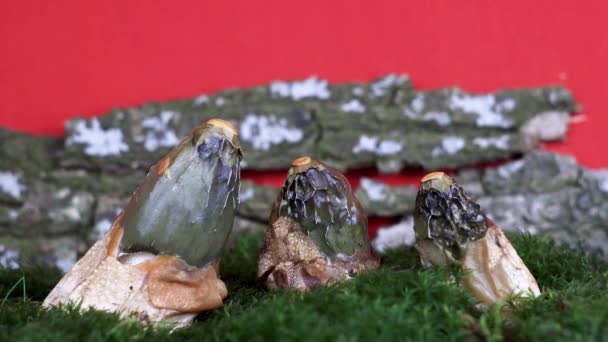Lapso Tempo Crescimento Cogumelos Musgo Fundo Casca Madeira Phallus Impudicus — Vídeo de Stock