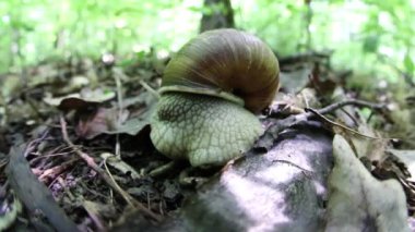 Üzüm salyangozu, sarmaşık salyangozu. Ormanda yaprağın üzerinde sürünen bir salyangoz.