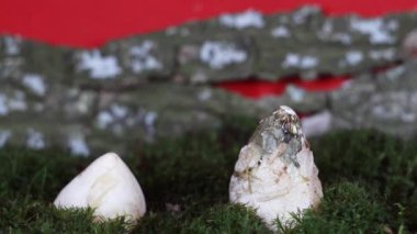 Ahşap kabuk arka planında yosun üzerinde mantar büyümesi zamanı, Phallus impudicus, Phallus Hadriani