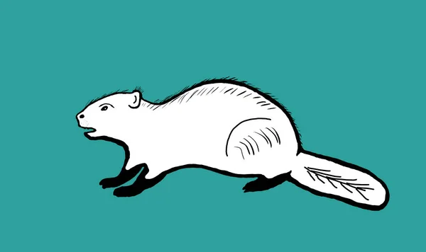 用于儿童着色的海狸的动画 长尾巴的动物 — 图库照片