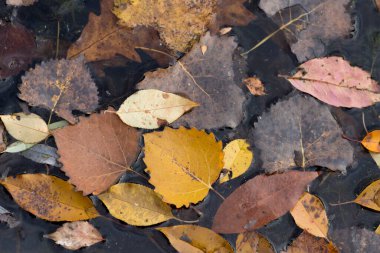 Koyu arkaplanda sonbahar yaprakları
