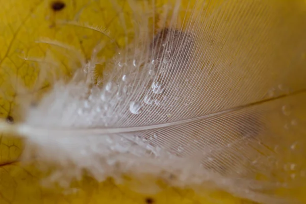 Bir Tüy Sarı Bir Yaprağın Üzerine Düşen Suyun Durgun Fotoğrafı — Stok fotoğraf