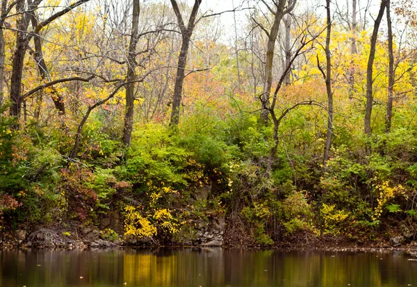 Schöne Herbstszene Wald — Stockfoto