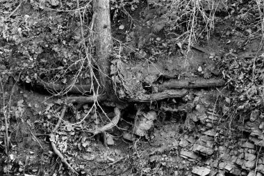 Açıkta duran ağaç köklerinin siyah beyaz fotoğrafı