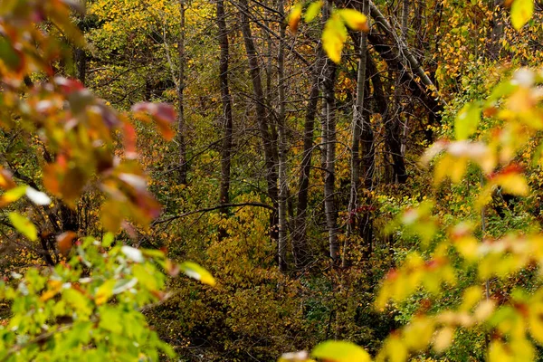 Visualização Floresta Queda Emoldurada Por Folhas Outono — Fotografia de Stock