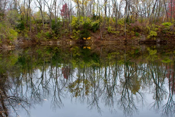 Paysage Forestier Avec Reflets Arbres Dans Eau — Photo