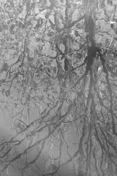 Spooky Tree Reflections Water Black White — Stock Photo, Image
