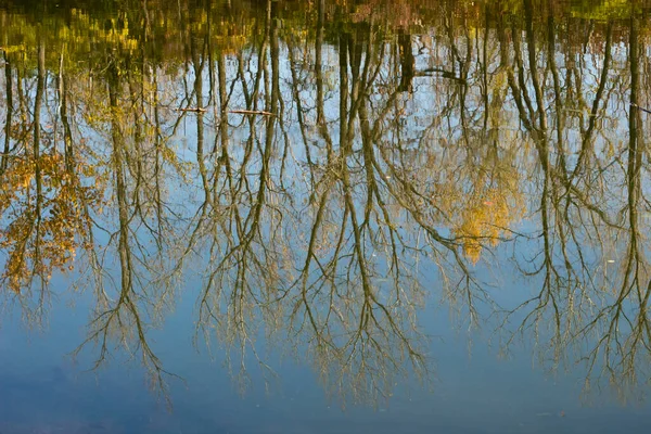 Árboles Desnudos Reflejados Lago — Foto de Stock