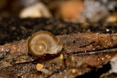 Salyangoz kabuğu hala hayat