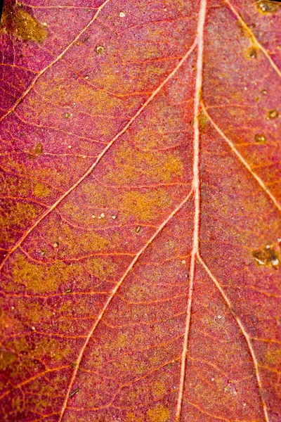 Closeup Dry Red Orange Autumn Leaf — Stock Photo, Image