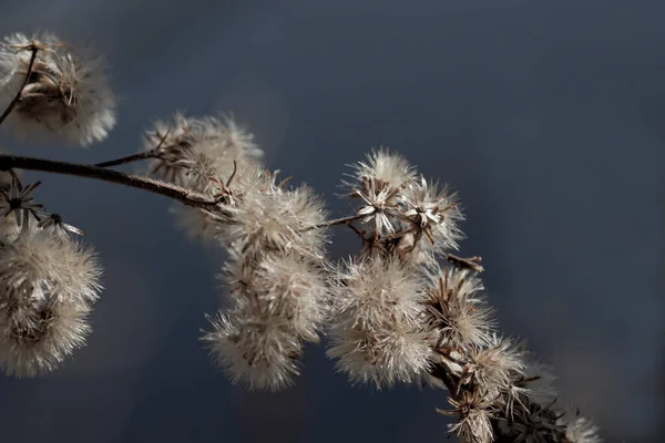 Witte Pluizige Bloemen Blauwe Achtergrond — Stockfoto