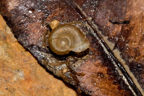 Fotografía Naturaleza Muerta Una Concha Caracol Hoja Vieja — Foto de Stock